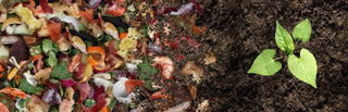 Composting basics Flourish