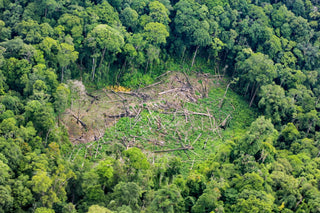 Deforestation Flourish