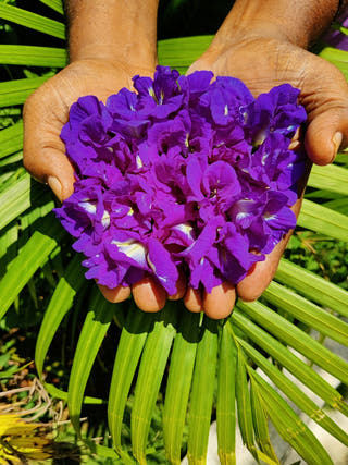 Butterfly Pea Concentrate