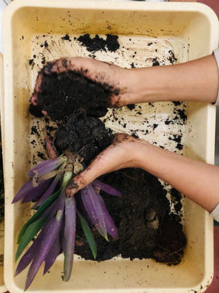 Kokedama Learning Kit