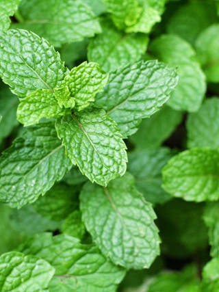 Dried Spearmint Leaves