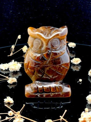 Tiger Eye Owl