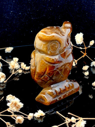 Tiger Eye Owl