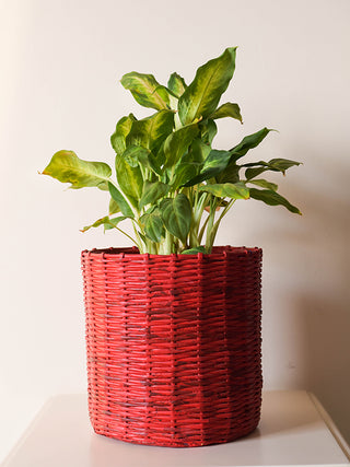 Paper Weaved Planter Red Paperwings