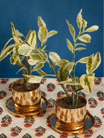 Handmade Cup Planters P-Tal
